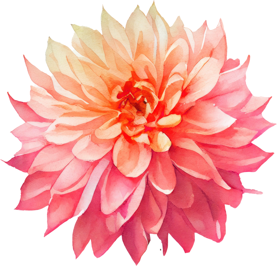 Pink Dahlia flower Watercolor